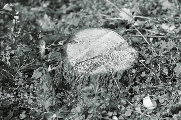 Ένα κούτσουρο στο δάσος — Φωτογραφία Αρχείου
