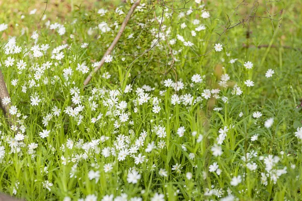 Kleine witte bloemen — Stockfoto