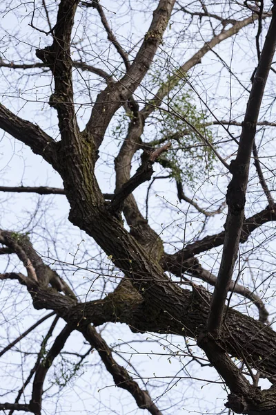 ağaç tepelerinin bared doğada