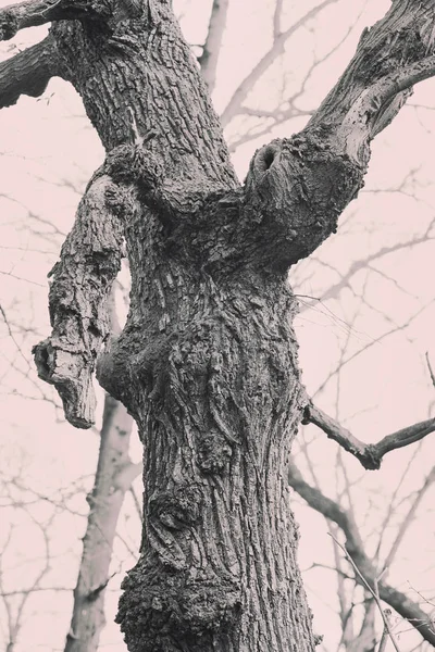 Knotiga träd i skogen — Stockfoto