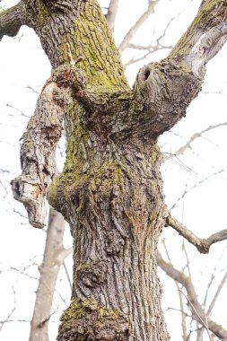 ormandaki budaklı ağaçlar