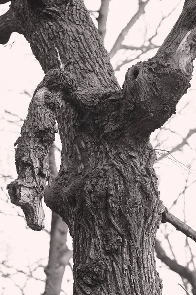 Δύσβατο δέντρα στο δάσος — Φωτογραφία Αρχείου