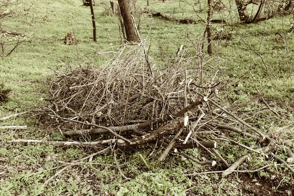 自然乾燥枝 — ストック写真