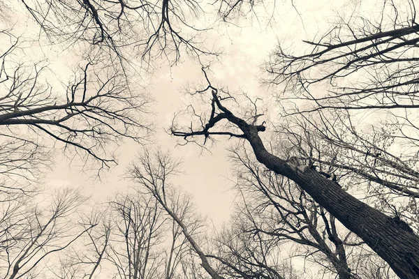 숲 속 의나무들 — 스톡 사진