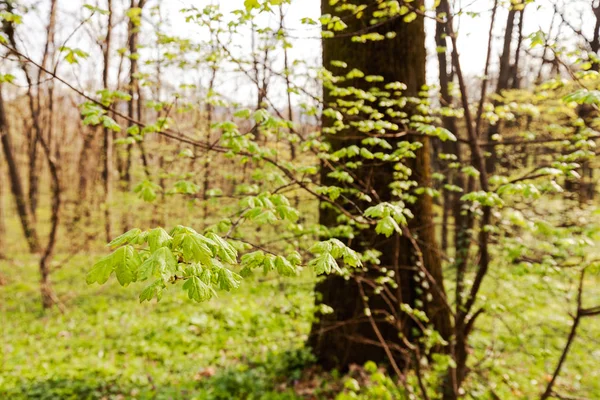 Forêt au printemps — Photo