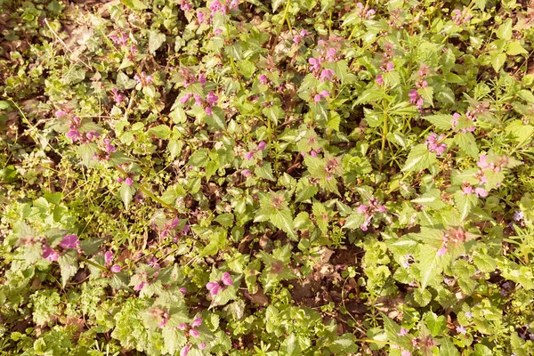 Flores en el prado — Foto de Stock