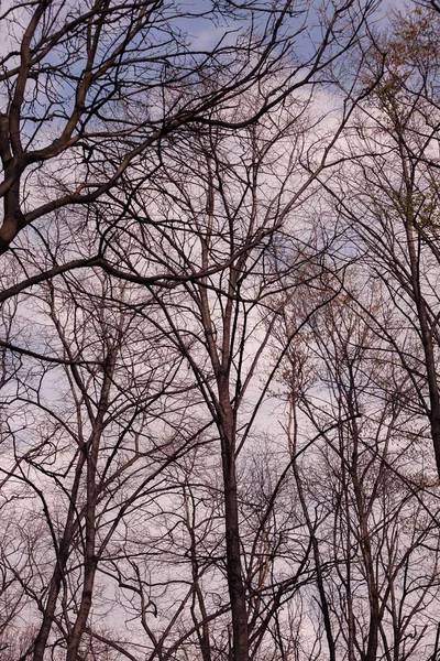 Голые Верхушки Деревьев Природе После Зимы Обратите Внимание Небольшую Глубину — стоковое фото