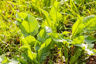 yeşil yaprakları ilkbaharda, Not alan sığ derinliği yabani ot
