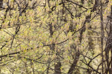 İlkbaharda, Not alan sığ derinliği yeşil orman