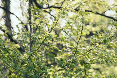 bahar, Not alan sığ derinliği ağacında yeşil taç