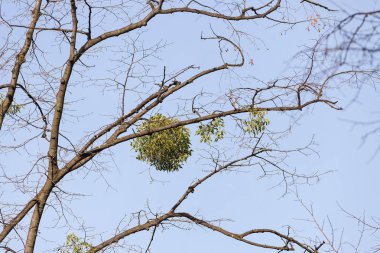 olağandışı ağaç dalları doğa, Not alan sığ derinliği