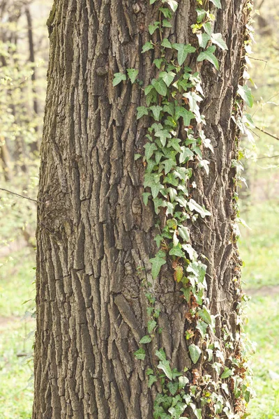 tree covered with climber, note shallow depth of field