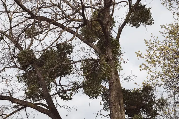 Branches Arbres Inhabituelles Dans Nature Note Faible Profondeur Champ — Photo