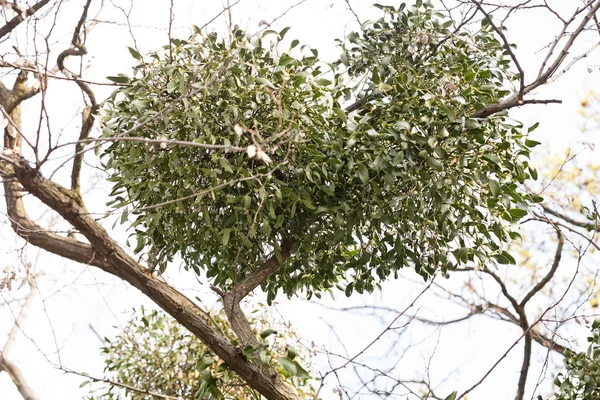 Branches Arbres Inhabituelles Dans Nature Note Faible Profondeur Champ — Photo