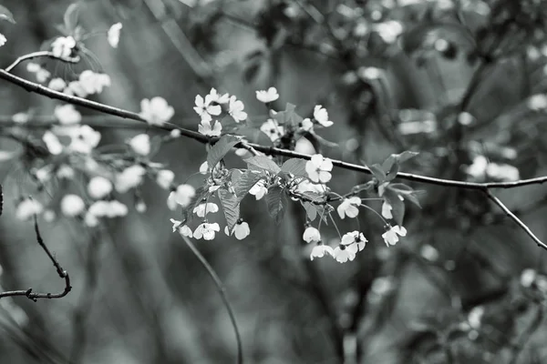 Gałęzie Małych Białych Kwiatów Przyrodzie Uwaga Płytkie Dept Pola — Zdjęcie stockowe