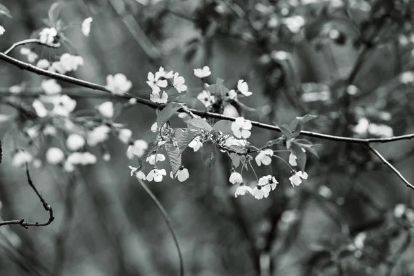 Rami Con Piccoli Fiori Bianchi Natura Nota Superficiale Profondo Campo — Foto Stock