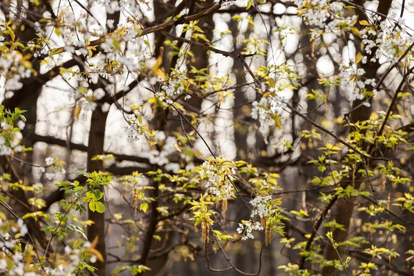 Forêt Verte Printemps Note Faible Profondeur Champ — Photo