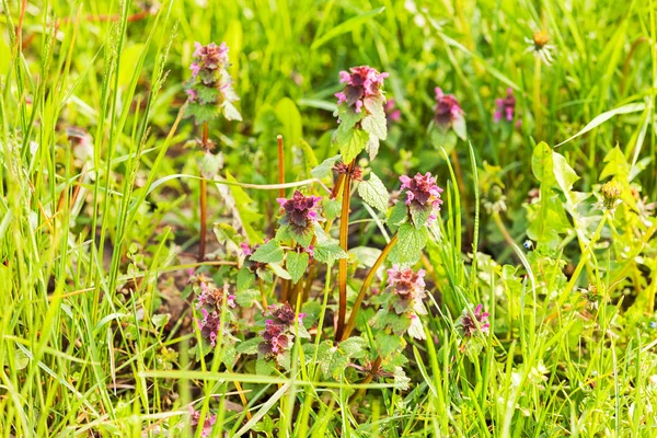 Paarse Bloemen Medow Met Gras Rond Opmerking Ondiepe Scherptediepte — Stockfoto