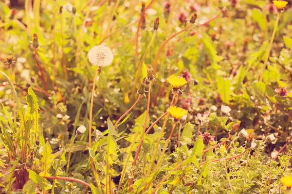 Sortes Fleurs Dans Prairie Note Faible Profondeur Champ — Photo