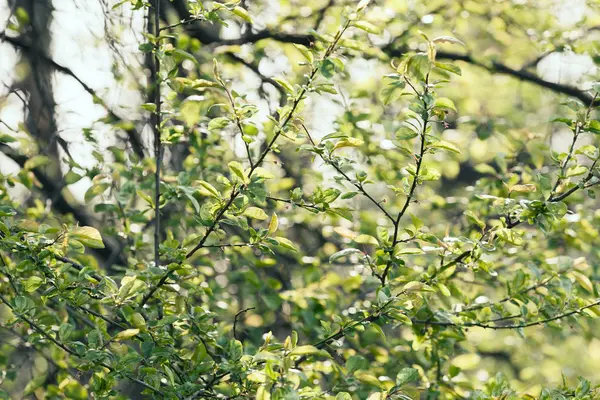 Couronne Verte Arbre Printemps Note Faible Profondeur Champ — Photo