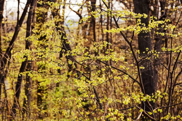 Forêt Verte Printemps Note Faible Profondeur Champ — Photo