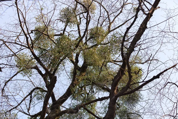 Branches Arbres Inhabituelles Dans Nature Note Faible Profondeur Champ — Photo