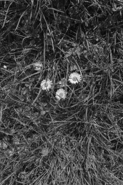 çiçek alan papatyalar