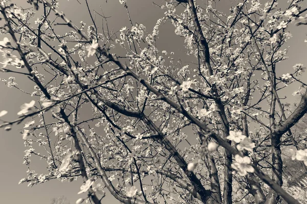 Árbol con flores blancas —  Fotos de Stock