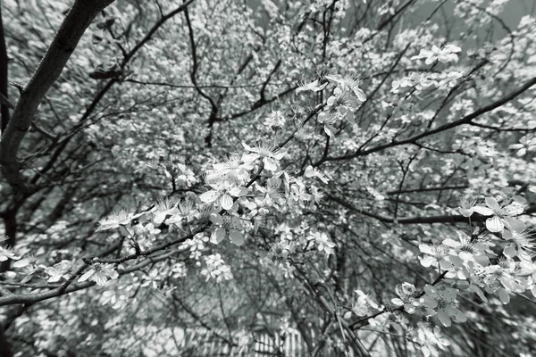 Träd i blom — Stockfoto
