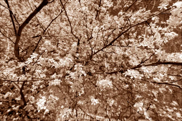 Árvore em flor — Fotografia de Stock