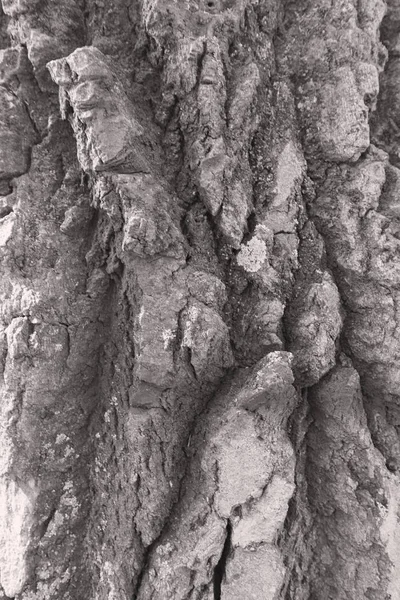 Corteccia d'albero in primo piano — Foto Stock