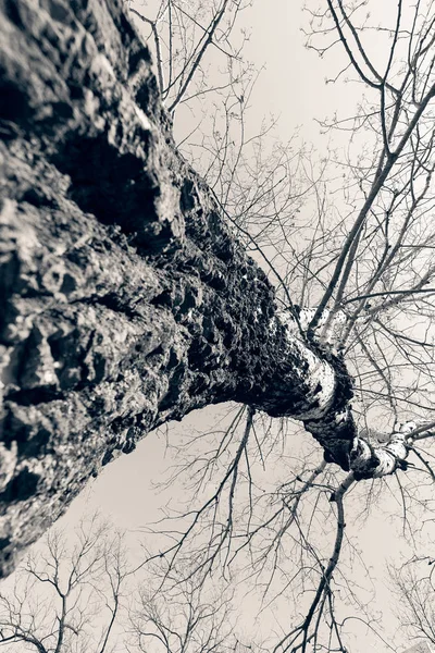 Stammen i skogen — Stockfoto