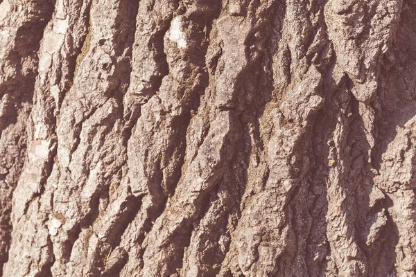Kora drzewa z bliska — Zdjęcie stockowe