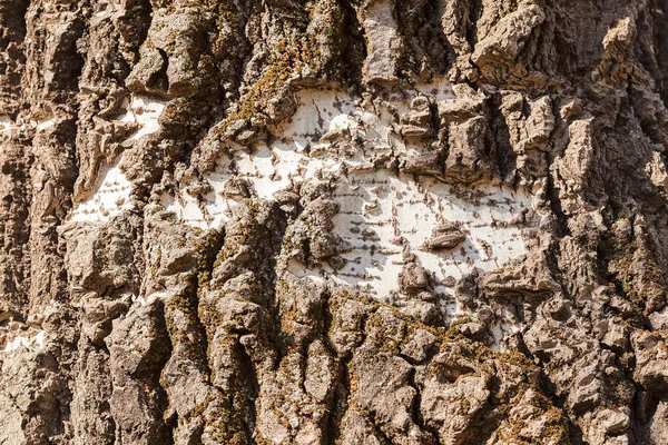 Casca de árvore em close-up — Fotografia de Stock