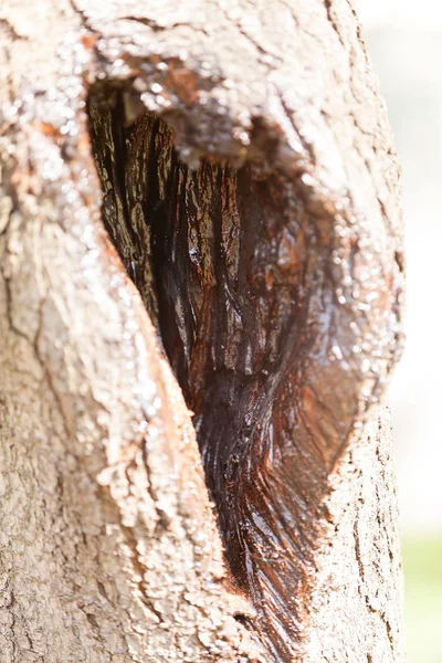 Tronco d'albero in natura — Foto Stock