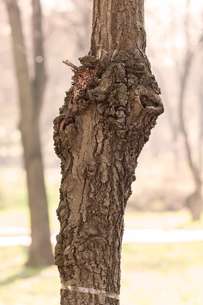 木の樹皮 — ストック写真