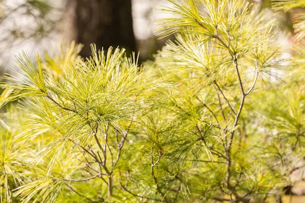 White pine grenar — Stockfoto