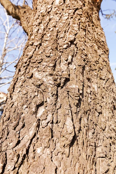 Écorce d'arbre — Photo