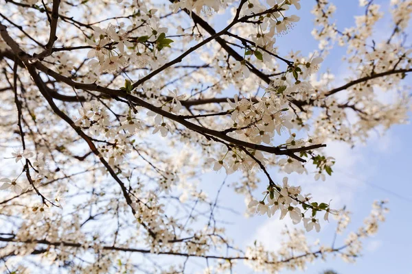 흰색 꽃과 나무 꼭대기 — 스톡 사진