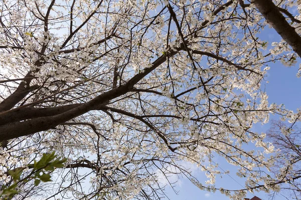 Wierzchołek drzewa z białych kwiatów — Zdjęcie stockowe
