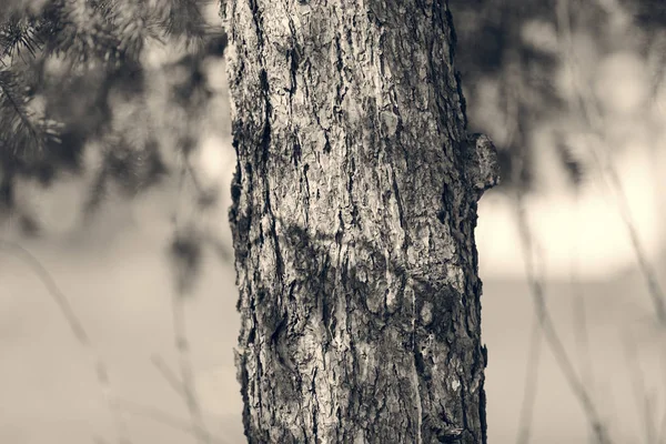 自然の中の木の樹皮 — ストック写真