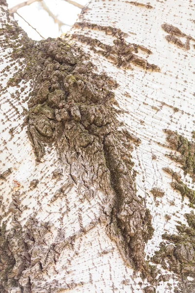 Casca de árvore na natureza — Fotografia de Stock