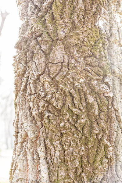 Casca de árvore na natureza — Fotografia de Stock