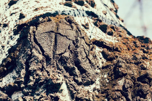 Casca de árvore na natureza — Fotografia de Stock