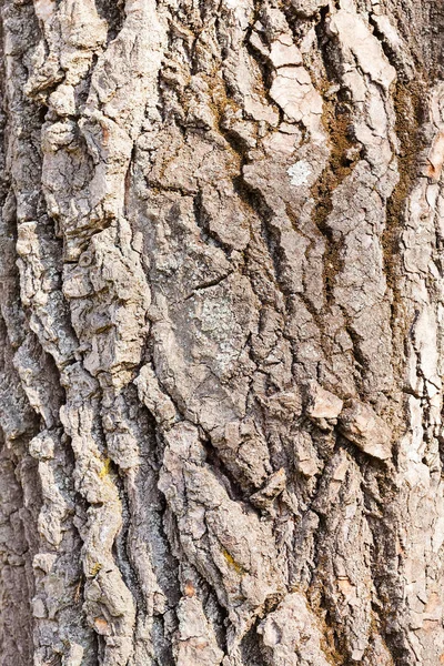 Casca de árvore na natureza — Fotografia de Stock