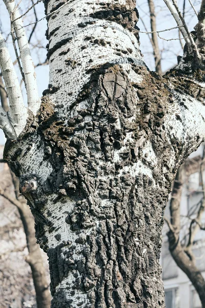 Corteza de árbol en la naturaleza — Foto de Stock