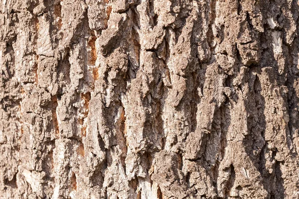 Écorce d'arbre dans la nature — Photo