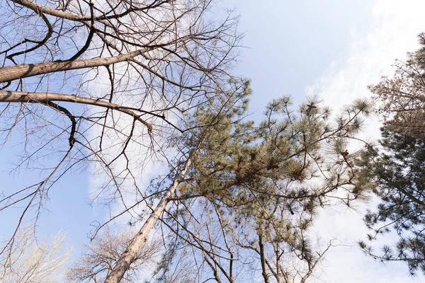 Arbres dans la forêt — Photo