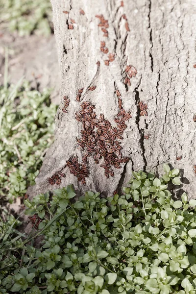 Red begbugs on the tree — Stock Photo, Image