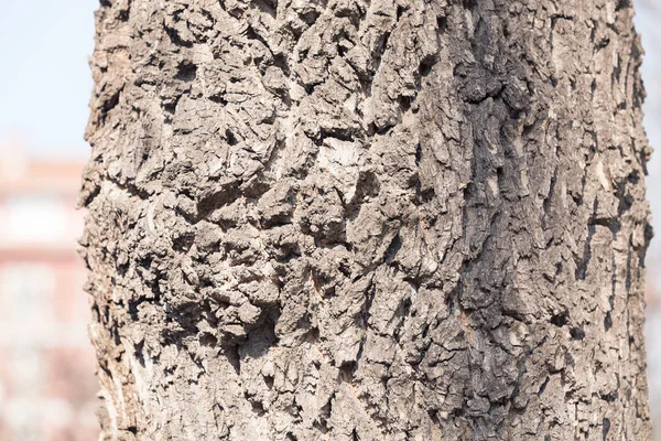 Corteza de árbol — Foto de Stock